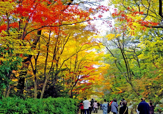 東山動植物園の5色の紅葉