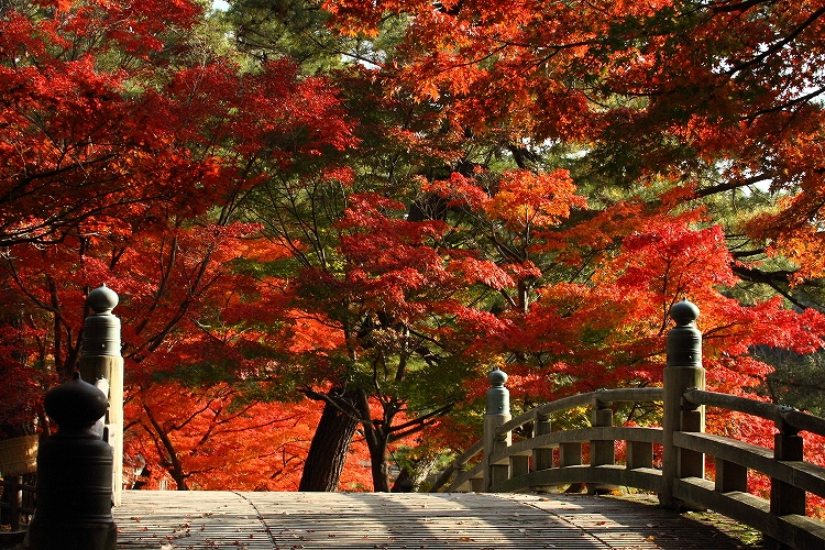 紅葉がキレイに見える名城公園の橋