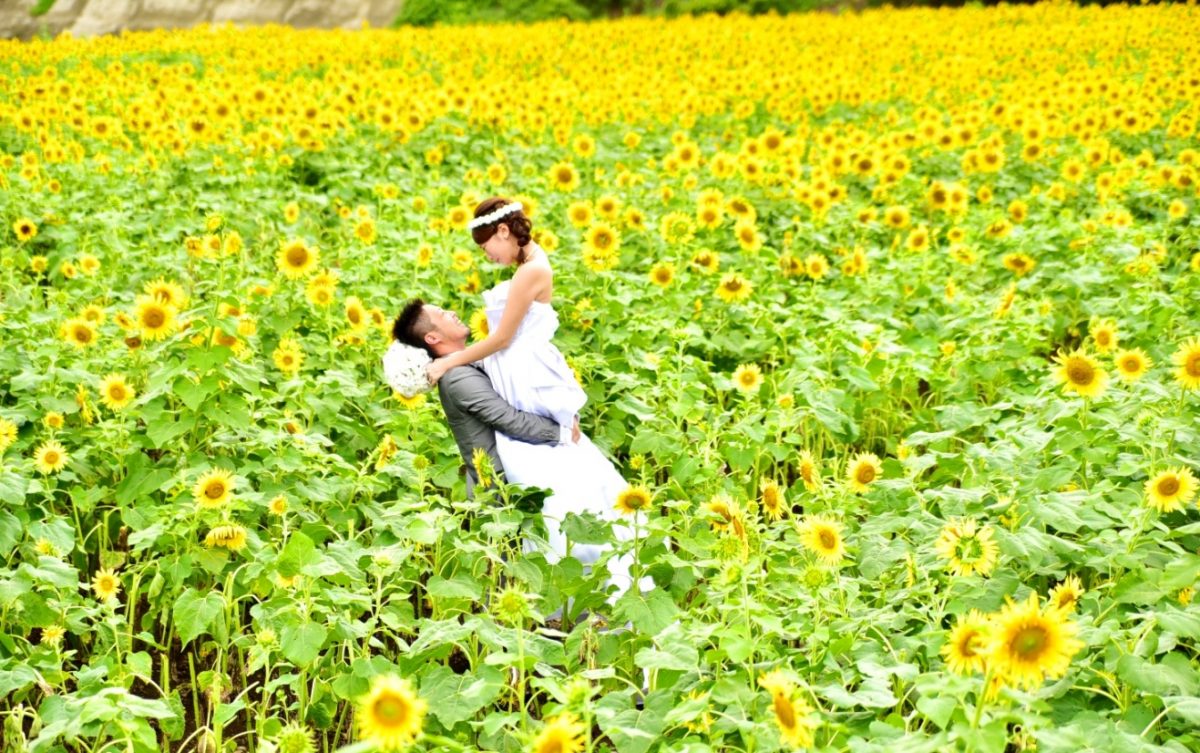 ひまわり畑で結婚写真❤