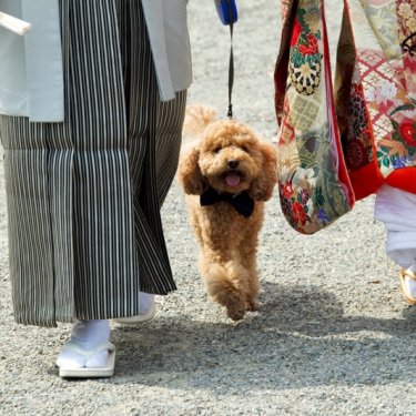愛犬と一緒に神社参りしながら撮った結婚写真