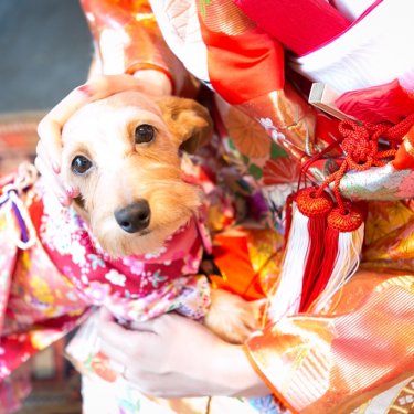色打掛を着た新婦さんと、かわいい着物を着た愛犬との記念写真
