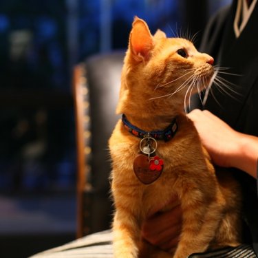 アトリエスタジオで猫と一緒に和装前撮り