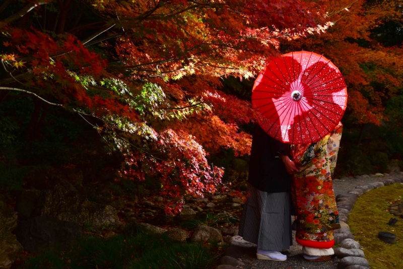 紅葉と真っ赤な和傘をさして和装ロケ
