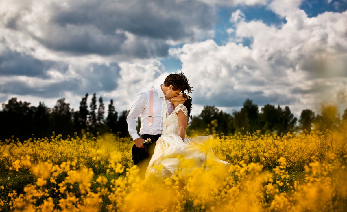 菜の花畑の真ん中でキスをしている結婚写真