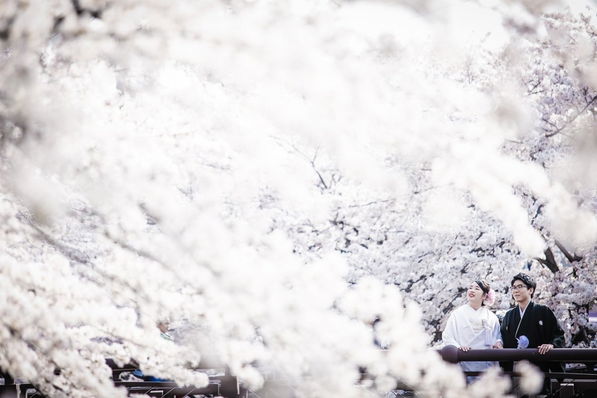 桜満開の中で白無垢をきた新婦様