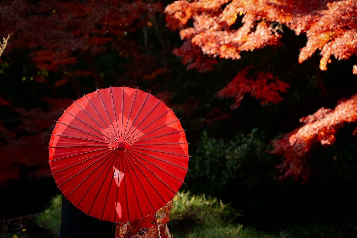 真っ赤な紅葉に囲まれて