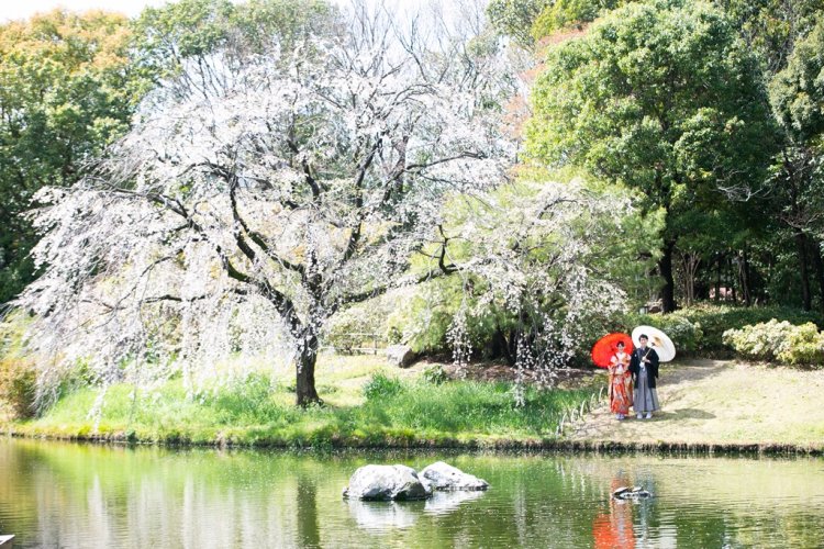 白鳥庭園の大きな桜の木と新郎新婦