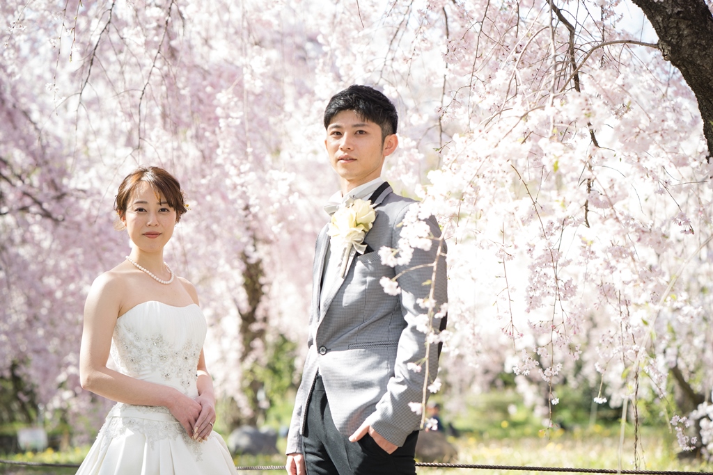 背景一面に咲く桜