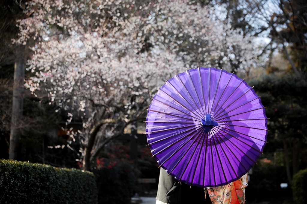 背景の桜と和傘