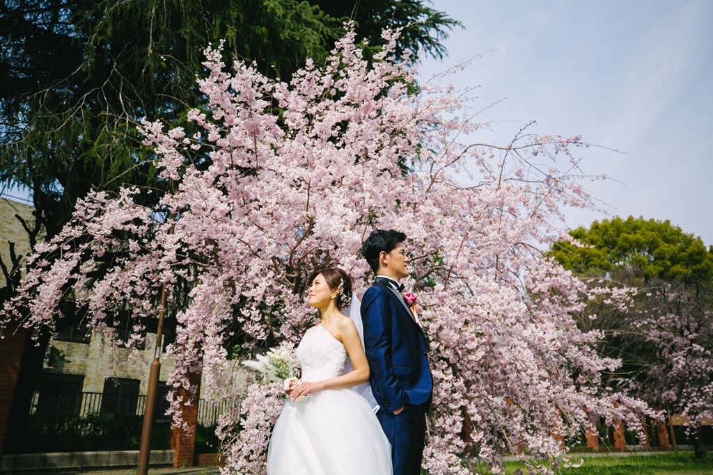 立派な桜の木