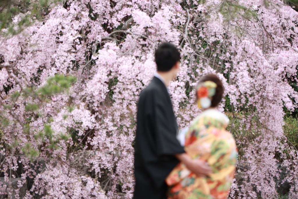 桜が満開白鳥庭園