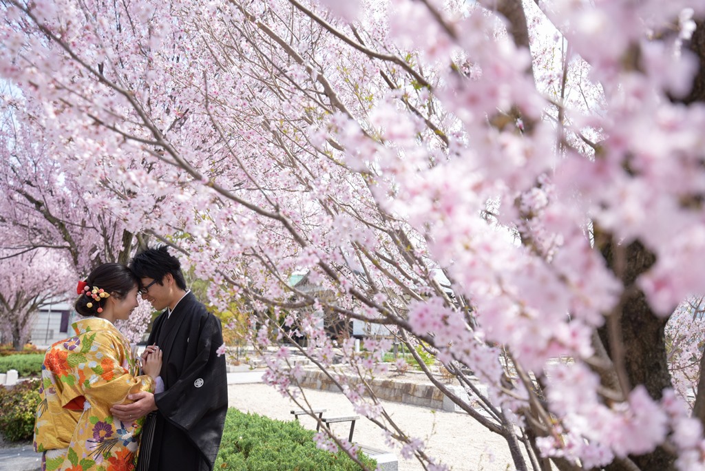 ピンクの桜に色打掛