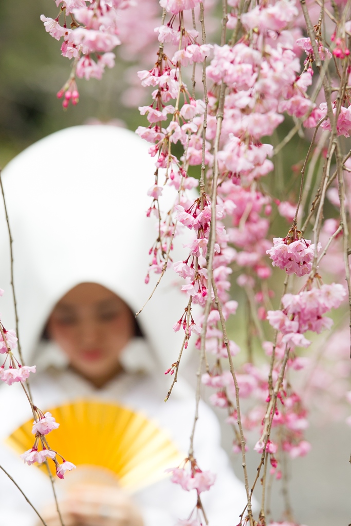 ピンク枝垂桜カーテン後ろに白無垢綿帽子の新婦