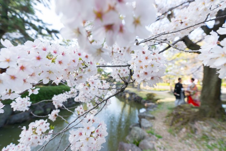 池の上に咲く桜の背景に新郎新婦