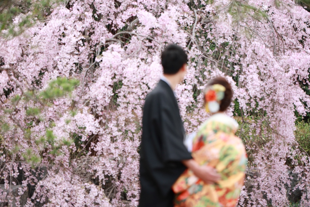徳川園の桜ロケーション
