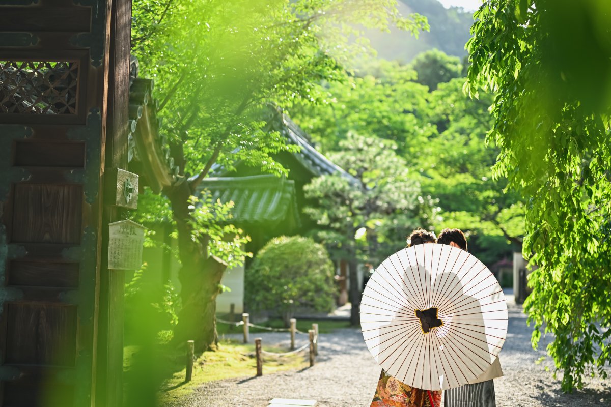 夏の枝垂桜