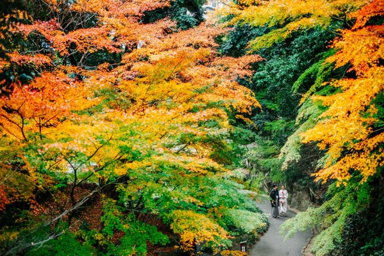 自然の緑と色づく紅葉