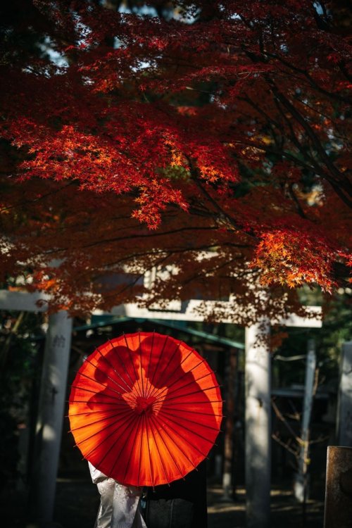 豊国神社から見るモミジ