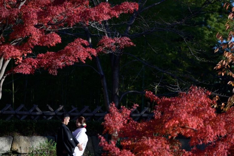 美しく染め上げられた紅葉たちとフォトウェディング