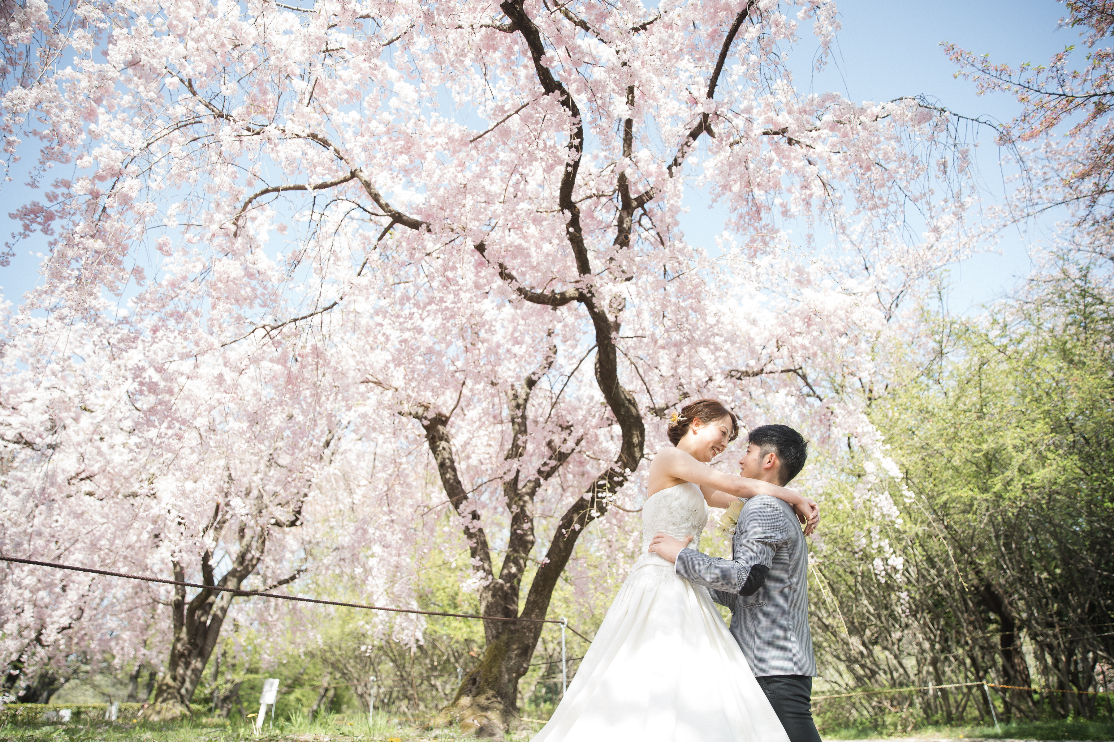 二人で並んで歩く桜並木道