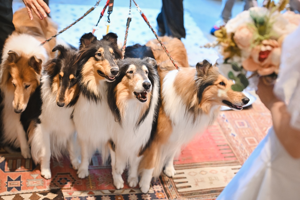 撮影当日の準備をする新郎新婦と愛犬の様子