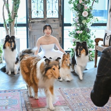 アトリエの床で4匹の愛犬に囲まれて座るウェディングドレスの花嫁。ワンちゃんと一緒に撮る前撮り