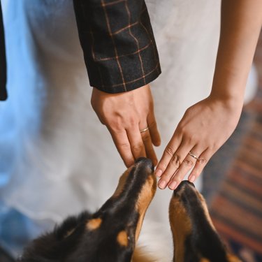愛犬に手を差し出す新郎と花嫁の手元と結婚指輪のアップ。ワンちゃんと一緒にアトリエで撮る前撮り