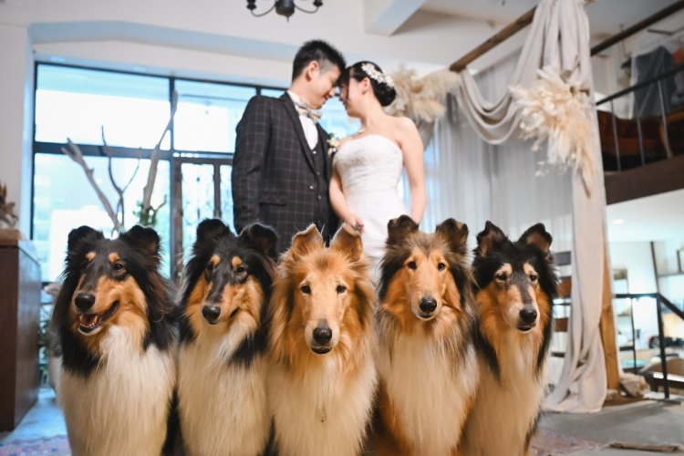 ペットと前撮り