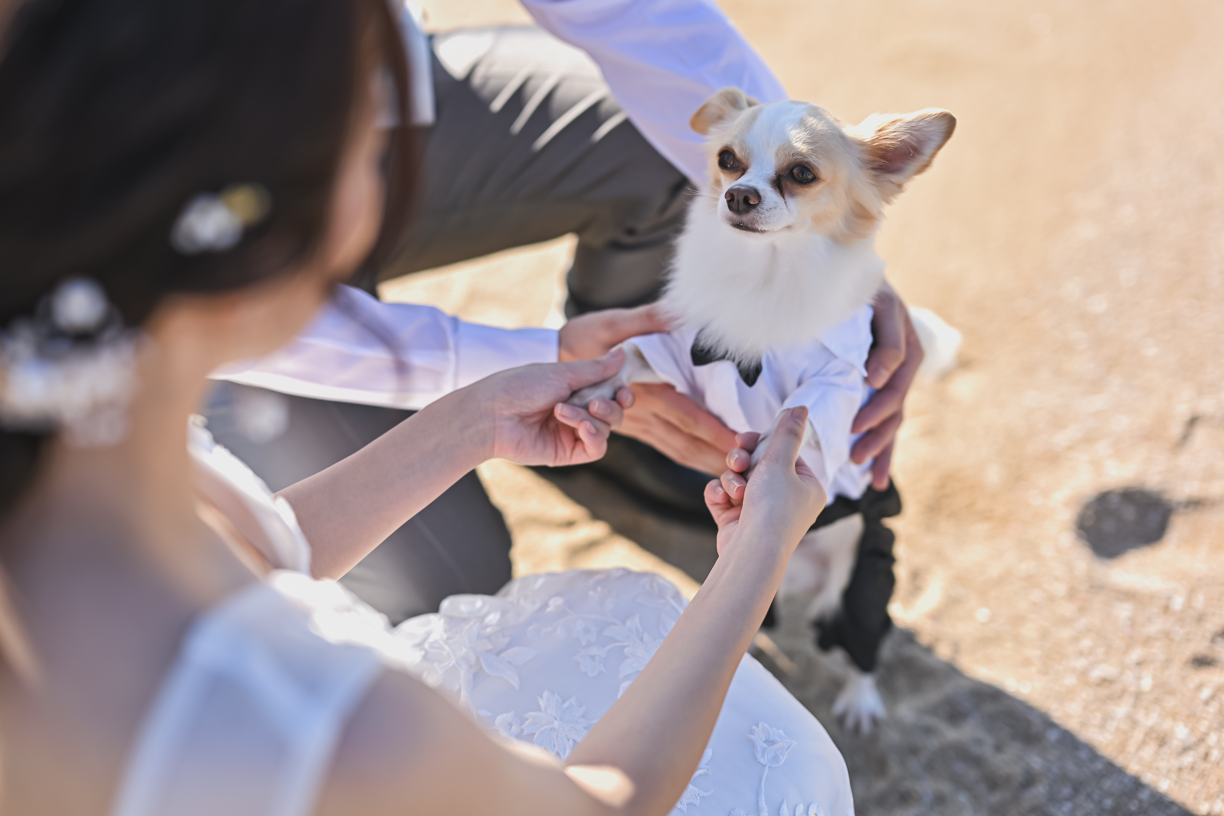 ウェディングドレス姿の花嫁が愛犬を優しく抱きしめる前撮り写真