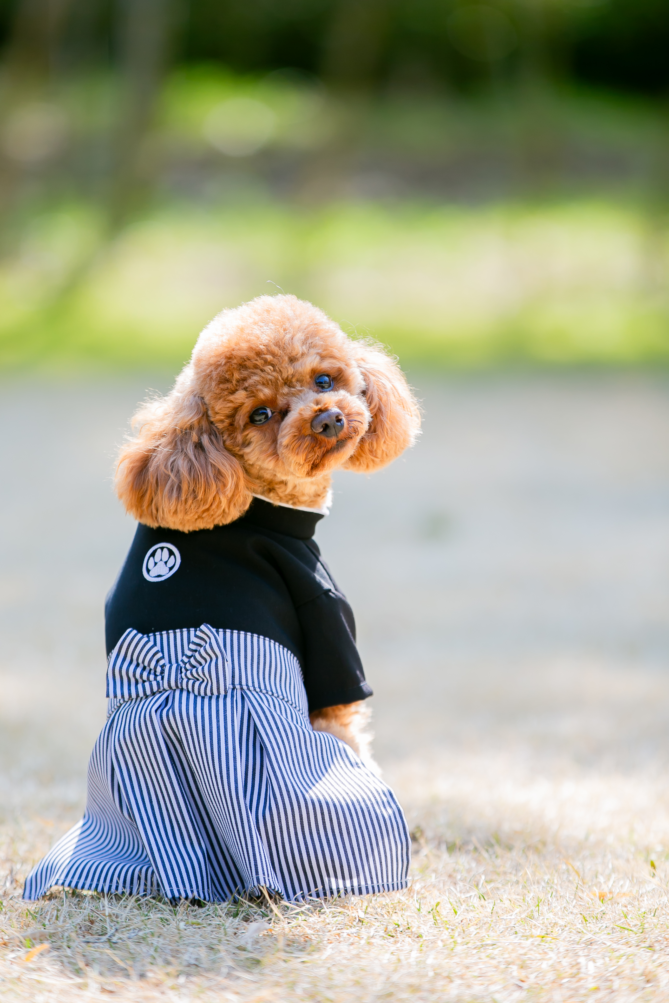 蝶ネクタイをつけた愛犬とウェディングコスチュームの前撮り写真